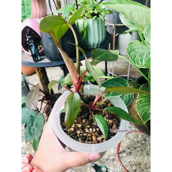 Philodendron Pink Princess