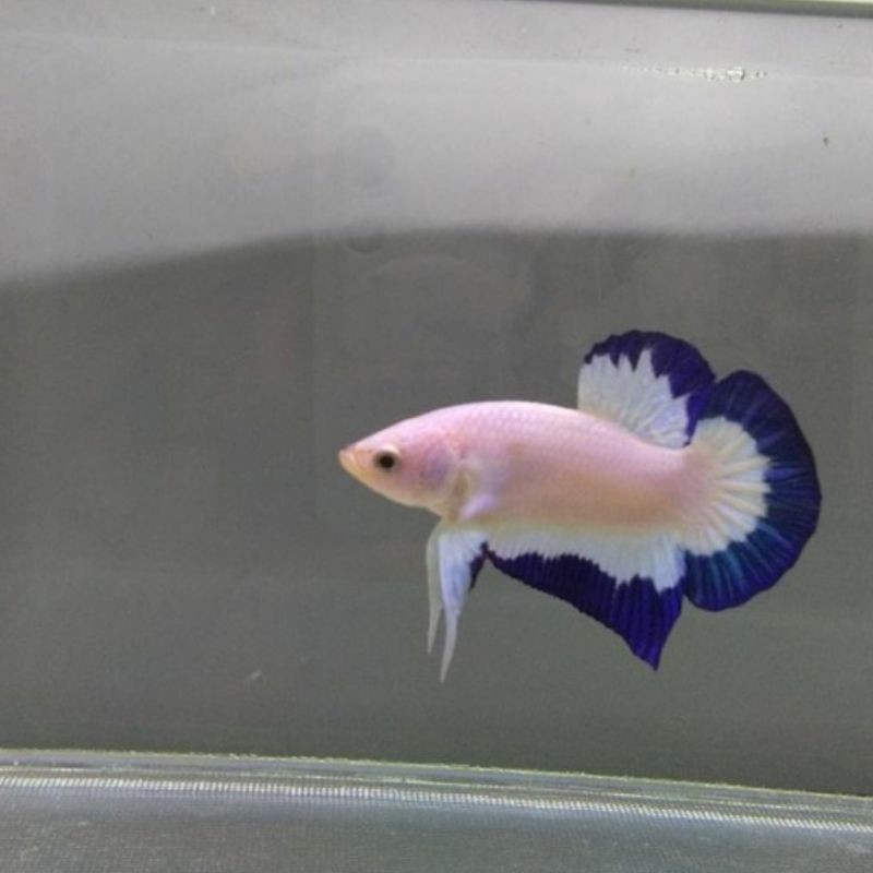 IKAN CUPANG BLUE RIM TOP GRADE LINE THAILAND MALE