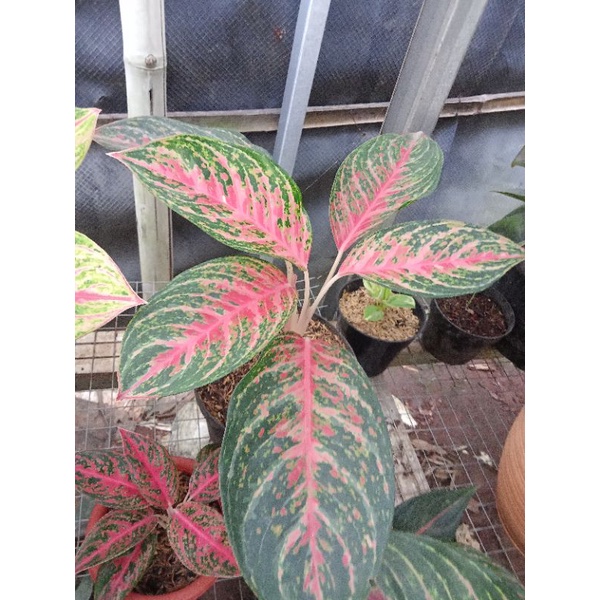 aglonema pink beauty