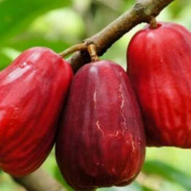 Bibit Jambu Jamaika