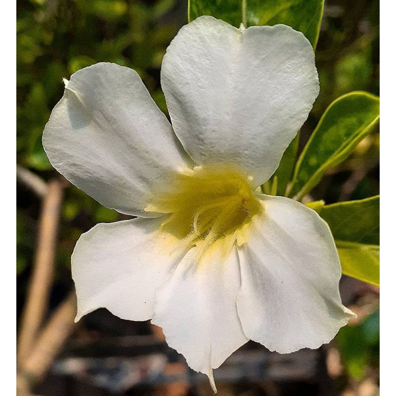 Adenium Bunga Putih / Kamboja Jepang Bunga Putih