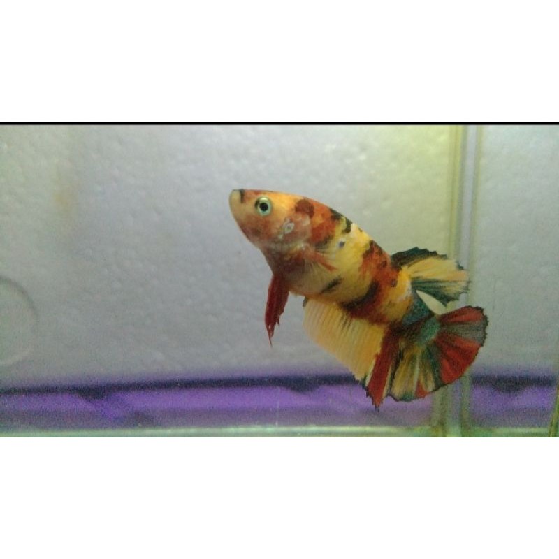female yellow base