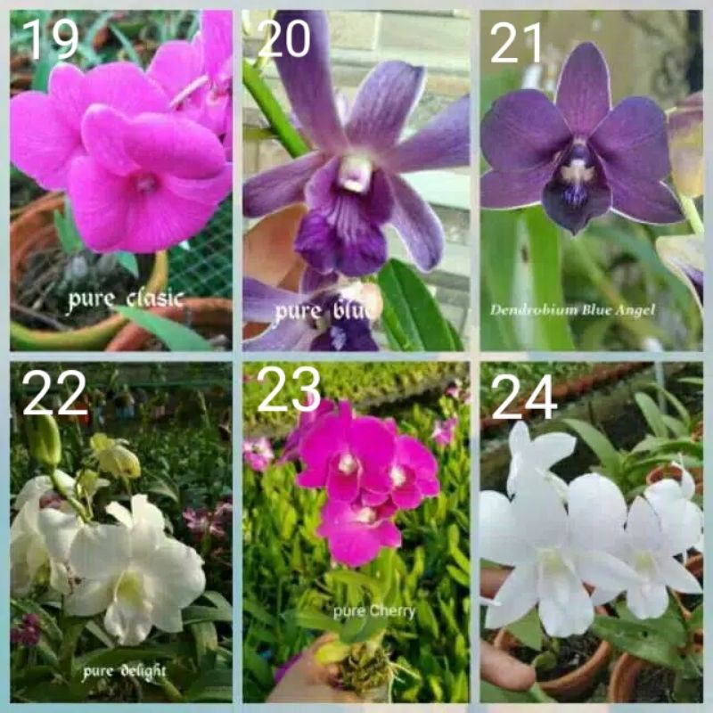 Anggrek dendro sedling - Seedling anggrek dendrobium bulat