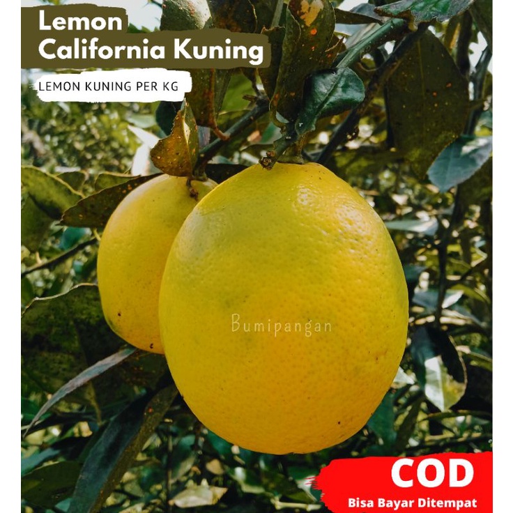 

Jeruk Lemon California 1 KG isi 4-9 Buah - Bumi Pangan