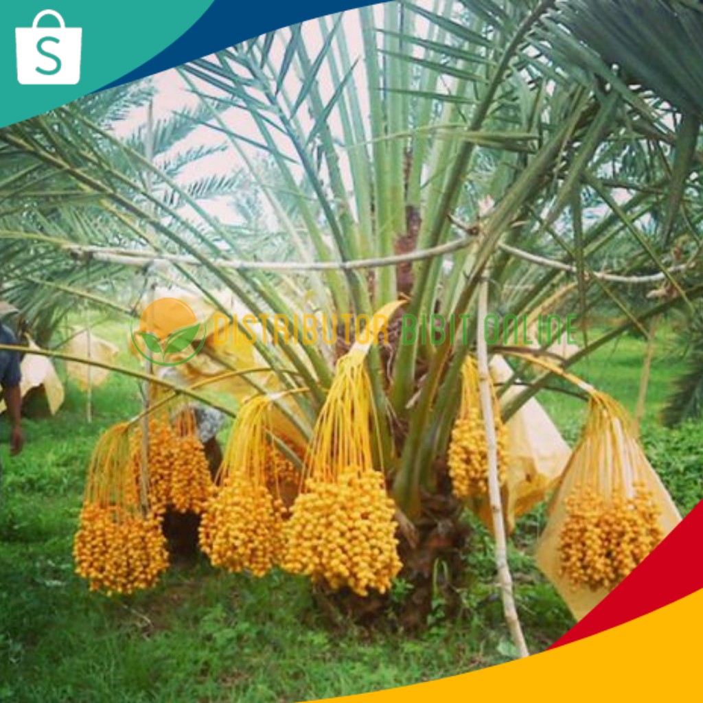 Bibit Buah kurma KL1 jantan dan betina tropis bibit okulasi majalengka tanaman buah buahan