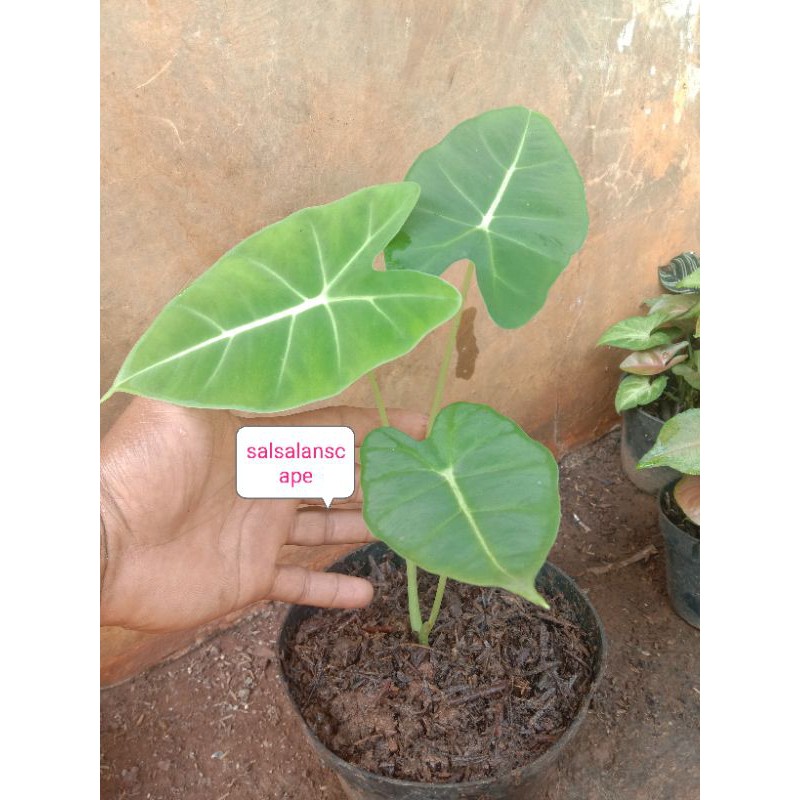 TANAMAN HIAS KELADI NEON POHON KELADI NEON