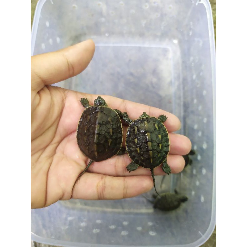 Kura Ocadia Sinensis