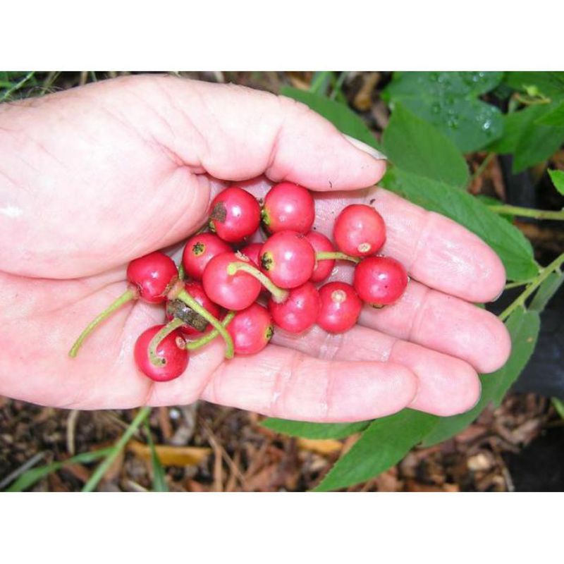 

Buah Karsen atau ceri hutan