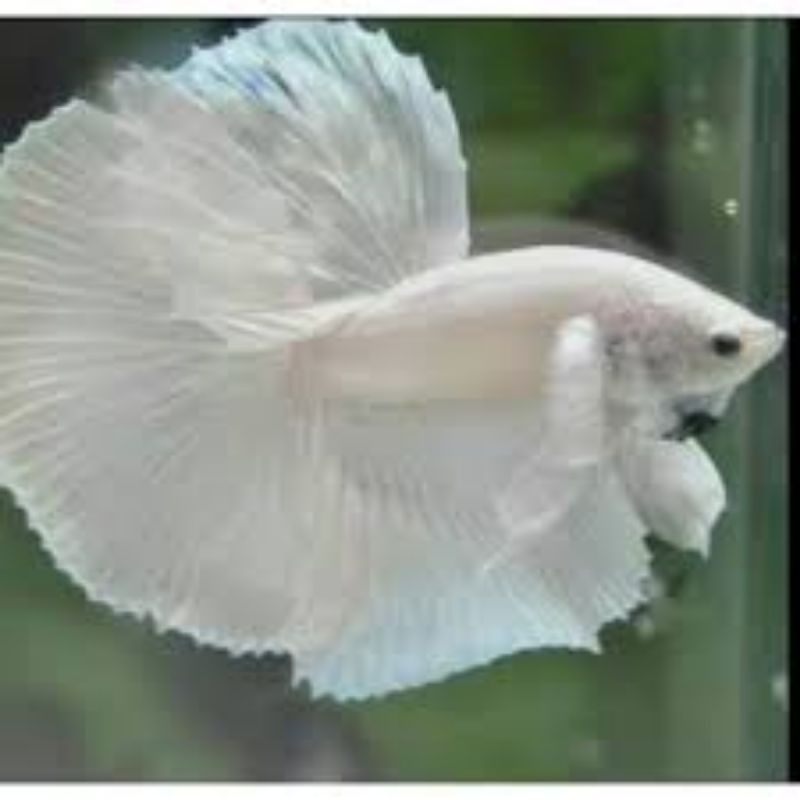 CUPANG WHITE PLATINUM JANTAN