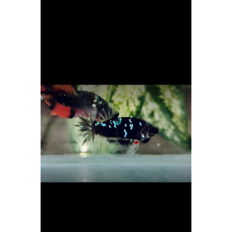 

Ikan Cupang Avatar Gordon