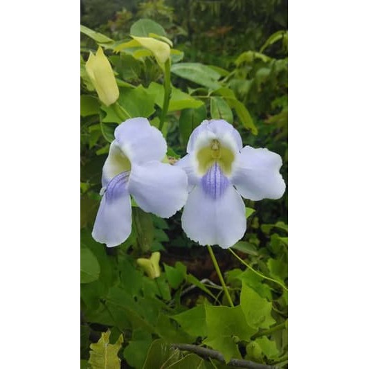 Bunga Jadi.. Bibit Thunbergia Ungu - bukan benih, harga termurah.