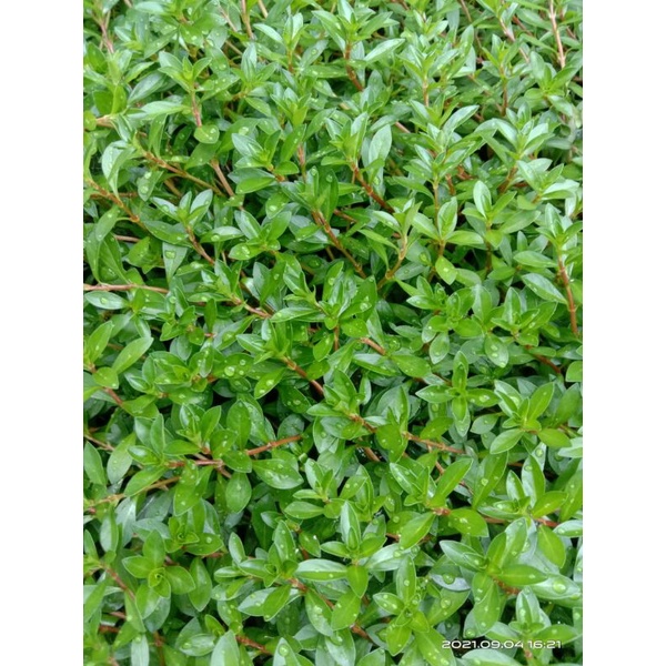 Ludwigia Brevipes