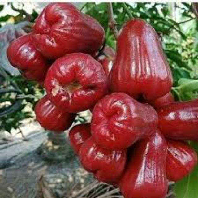 bibit jambu air citra