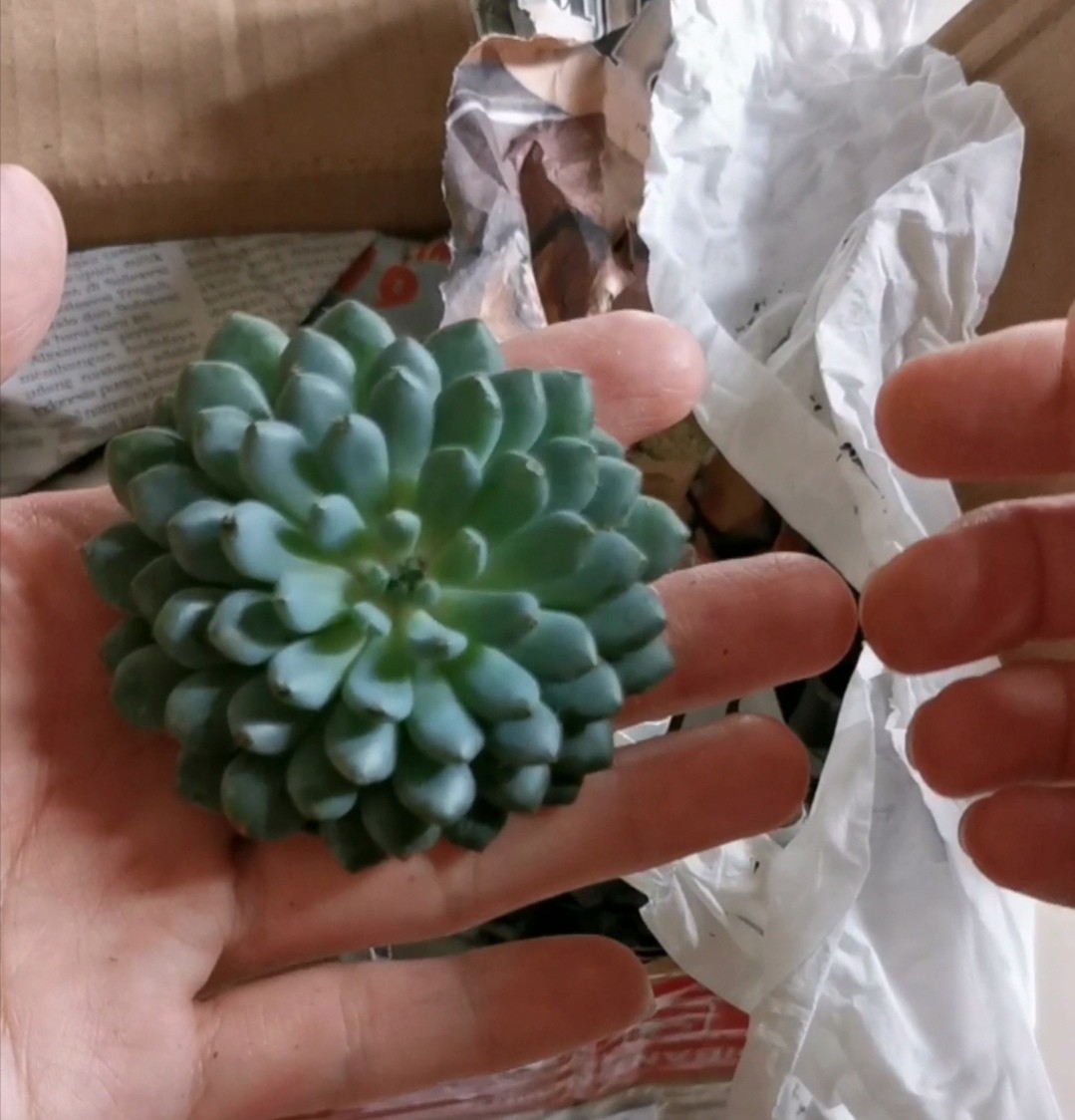 Sukulen Dan Kaktus Mini (echeveria Setosa deminuta)