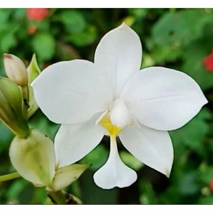 Anggrek Tanah Bunga Putih / Tanaman Hias Anggrek Tanah Bunga Putih