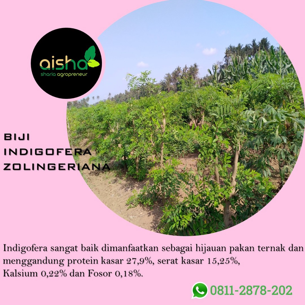 KUALITAS BAIK indigofera sp indigofera murah indigofera kelinci indigofera zollingeriana indigofera 