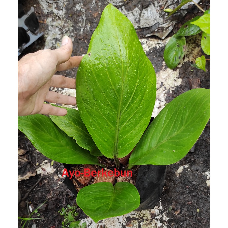Tanaman Hias Anthurium Jemani Cobra - Anthurium Jemani Kobra - Antorium jenmani cobra / kobra
