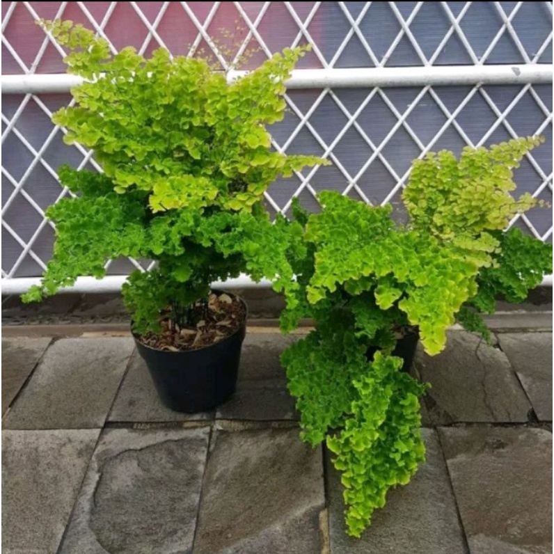 Tanaman hias suplir kriwil - Suplir kribo - Tanaman suplir