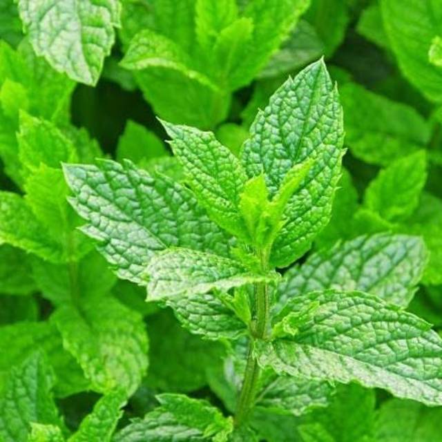 

Daun Mint Frest 1000 Gram