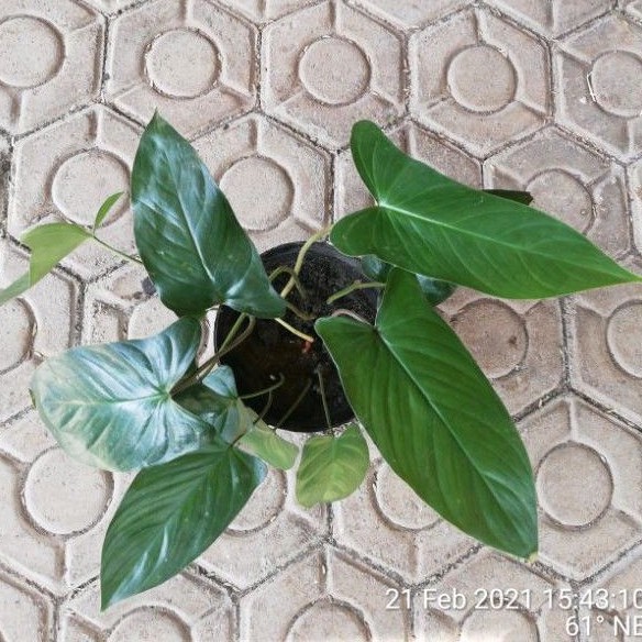 Philodendron lancip Langka I philo minyak I mengkilat