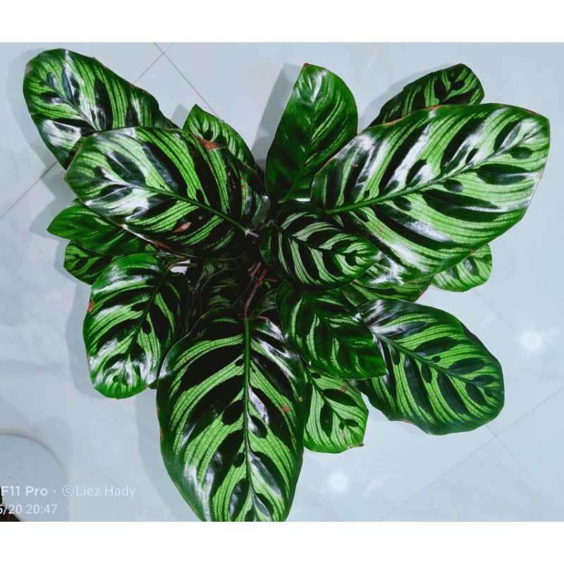 Calathea makoyana import