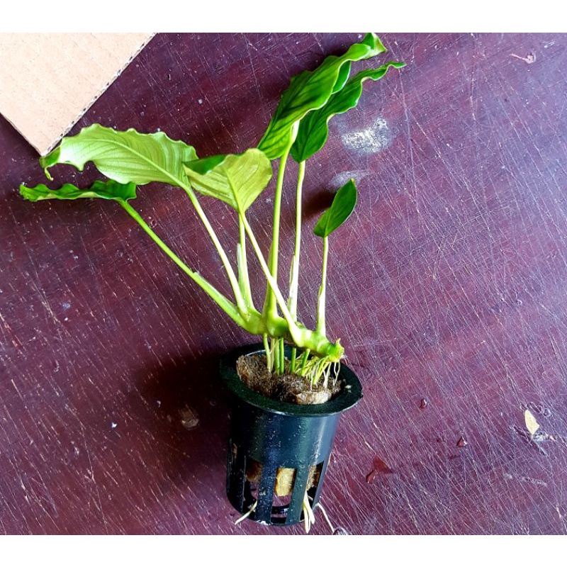 Anubias JUMBO Barteri var Barteri - Tanaman Aquascape Hiasan Ikan Predator