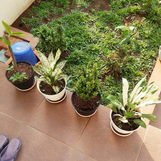 Tanaman Hias Lili Paris - Tanaman Umbi Umbian