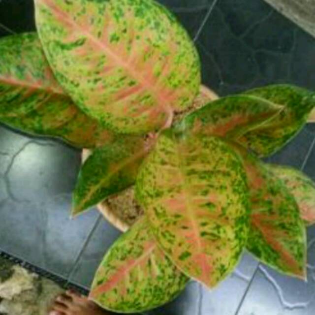 bunga aglonema big roy