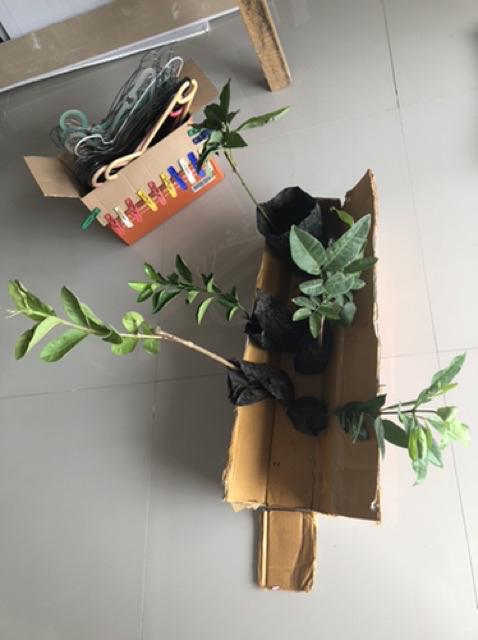 Tanaman Kelengkeng Diamon Unggul/kelengkeng Diamon Super