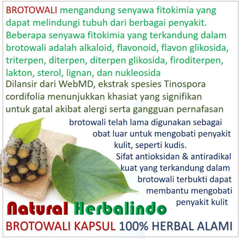 Brotowali obat gatal kulit eksim alergi biduran herbal daun jamu suplemen kesehatan isi 50 kapsul-2