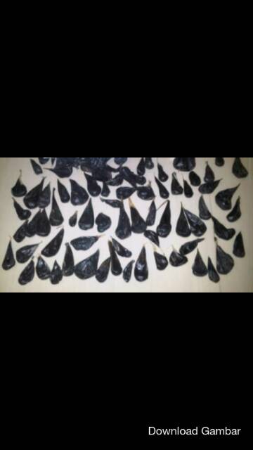 EMPEDU ULAR COBRA ASLI IBU AMINAH