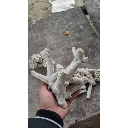 batu karang jahe untuk akuarium