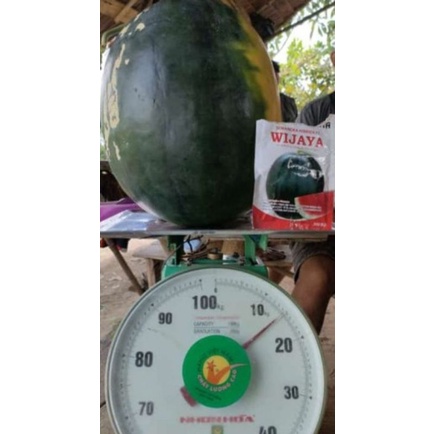 benih semangka unggul Wijaya hibrida murah terjangkau