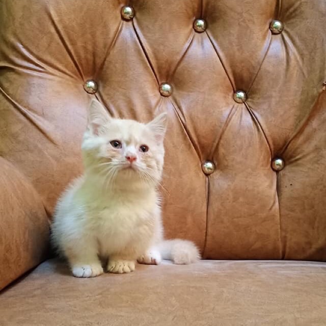 kucing munckin kitten male red cream
