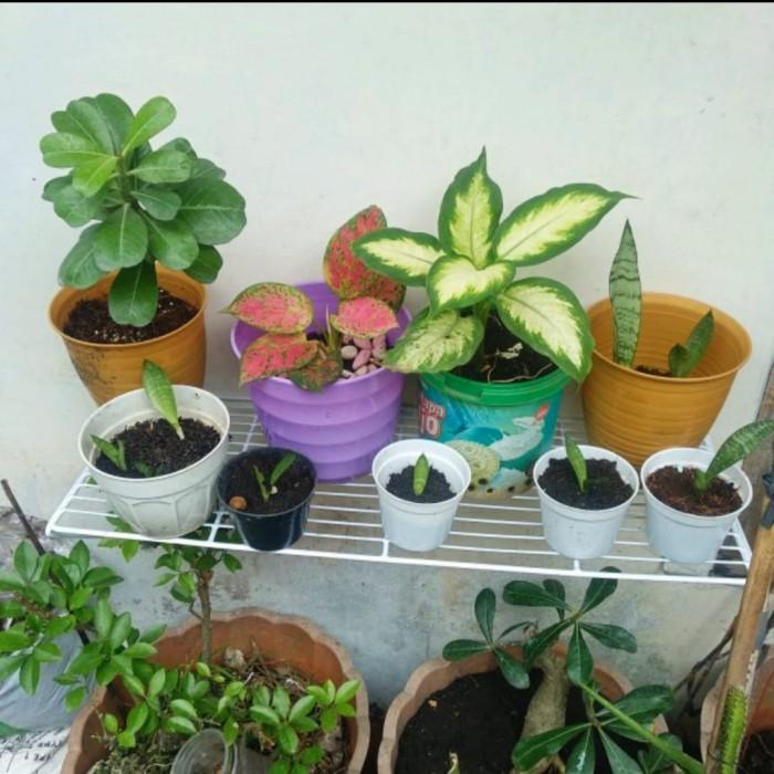 Rak Tanaman Gantung Rak Dinding Rak Tembok