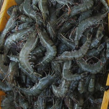 

Udang Segar 500gr