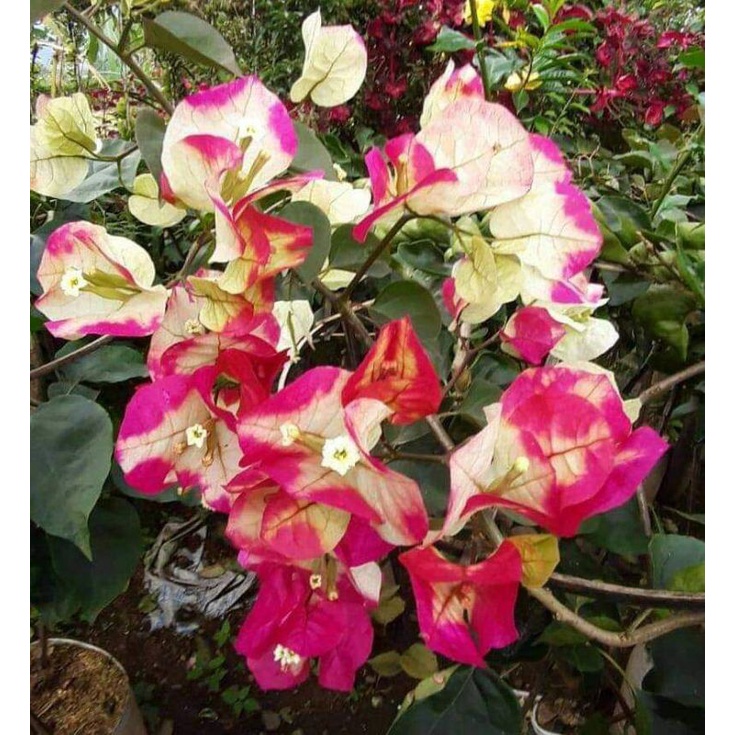 Stek Batang Bougenville import Citra India