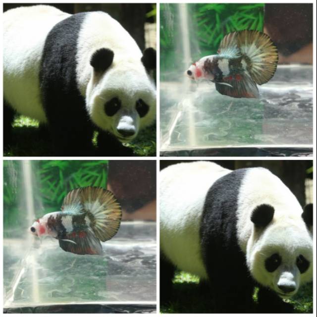 Cupang jantan hmpk black panda