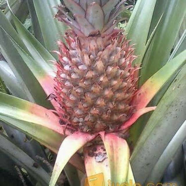 

Buah Nanas Muda Segar Langsung petik