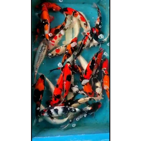 Ikan Koi Showa 20-25 Cm