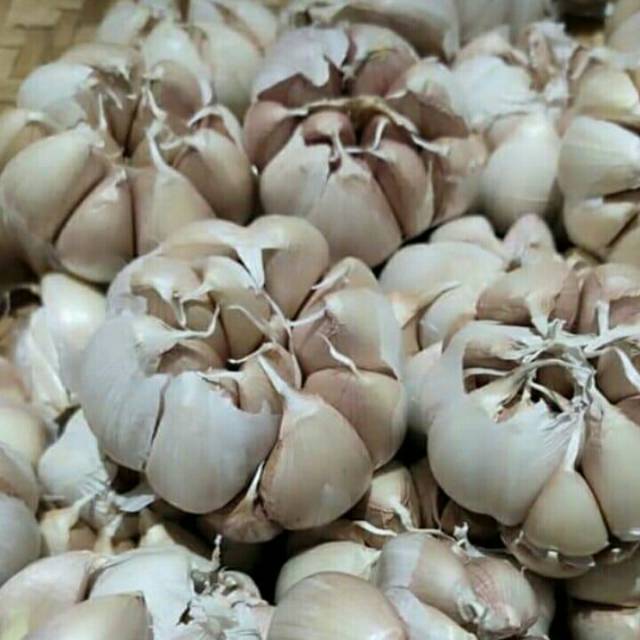 

Bawang putih sinco // Murah