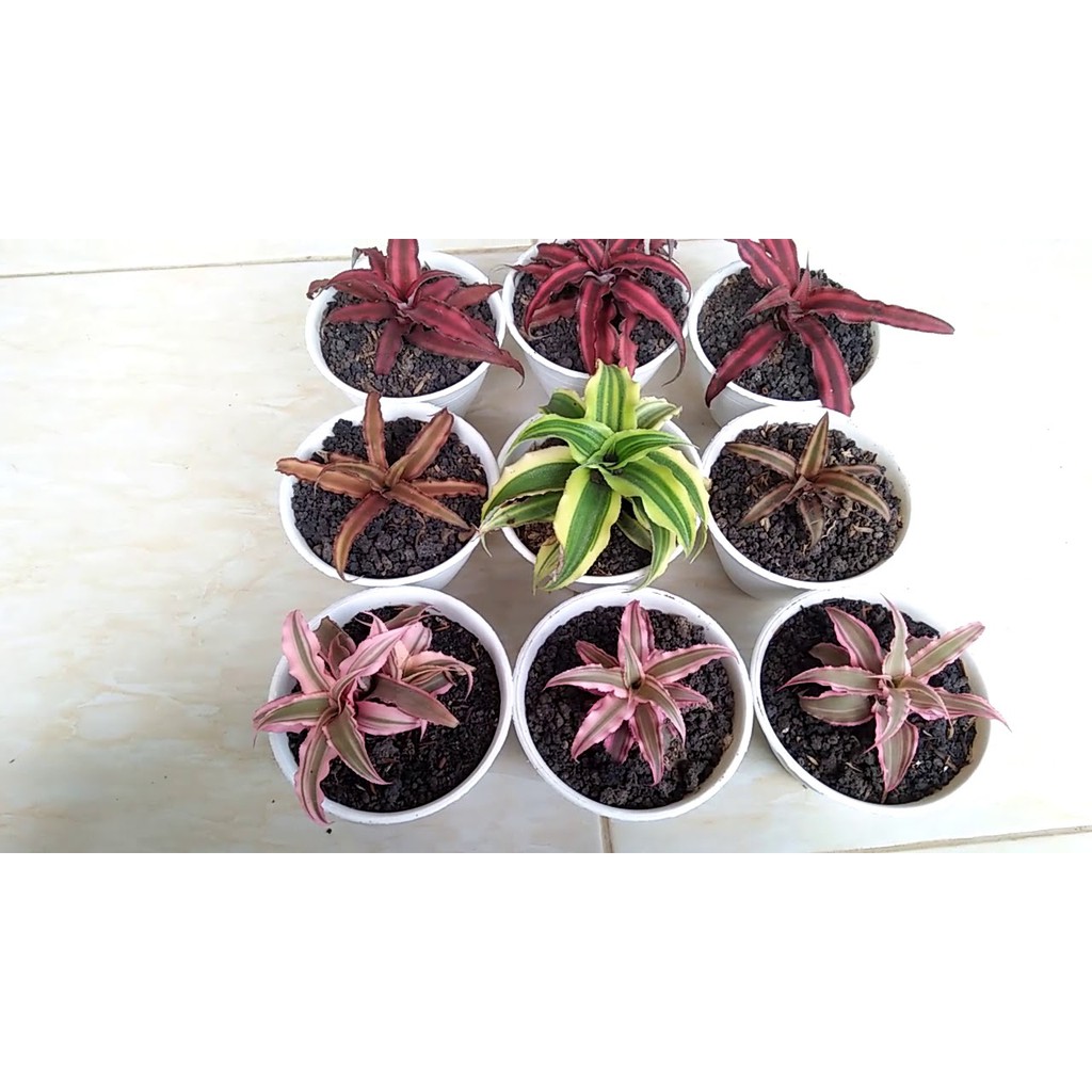 Tanaman kriptantus  - Cryptanthus Bivittatus - Tanaman Bunga Bromelia Mini BERGARANSI