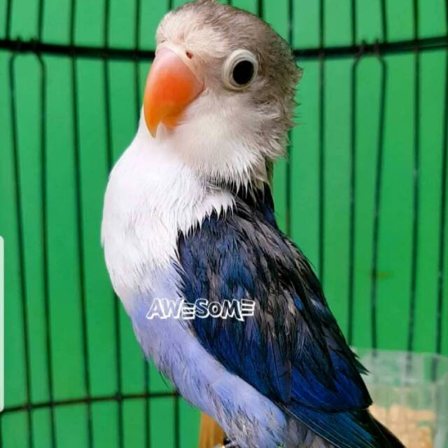 Lovebird Violet Fischeri