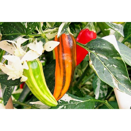 Benih Bibit Biji - Cabai Fish Pepper Cabe Belang Daun Variegata Seeds - IMPORT