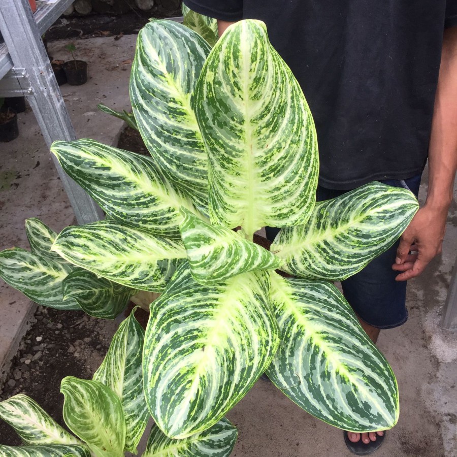 Tanaman Hias Aglonema Green Giant