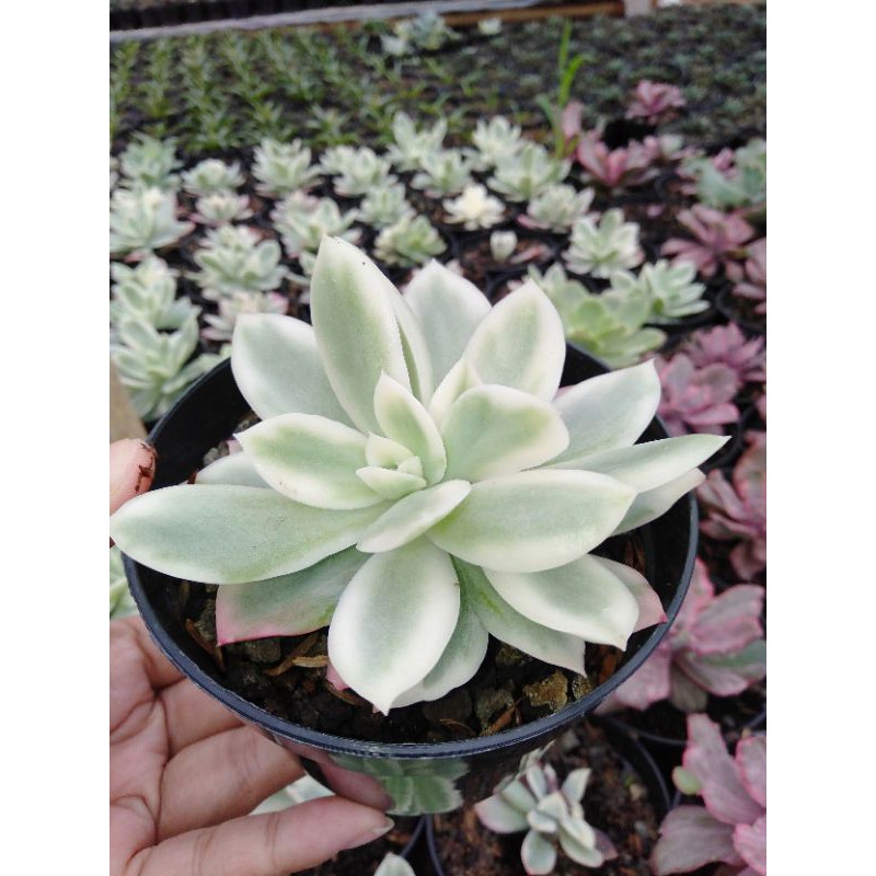 

Lemon varigata