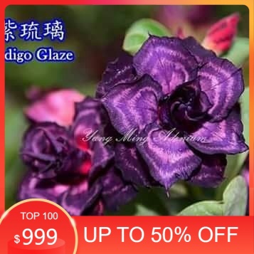 

promo bibit Bunga Kamboja adenium Jepang INDIGO GLAZE murah