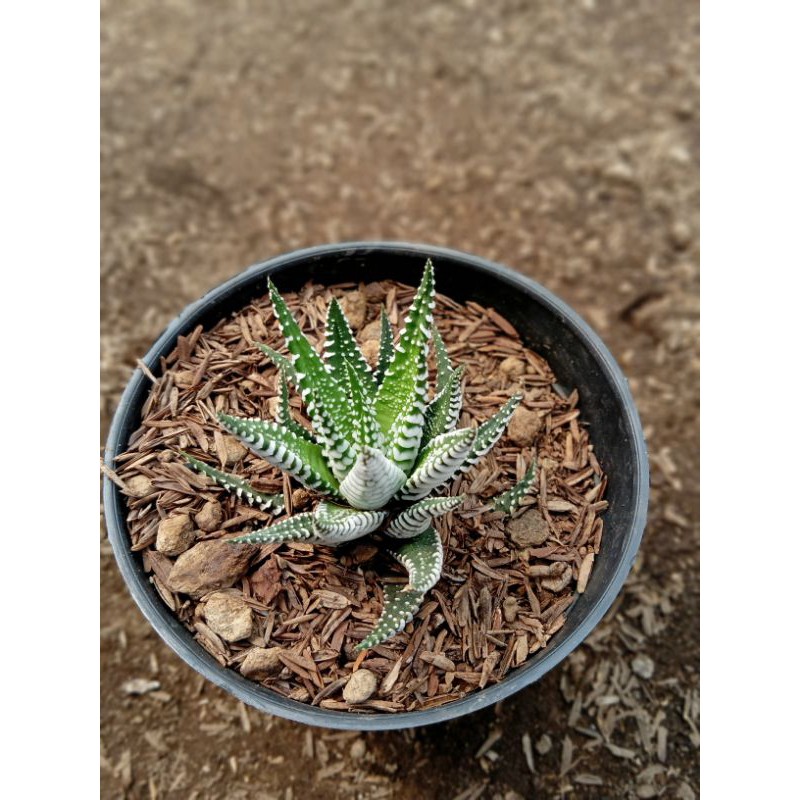 haworthia zebra tanaman hias + freepot
