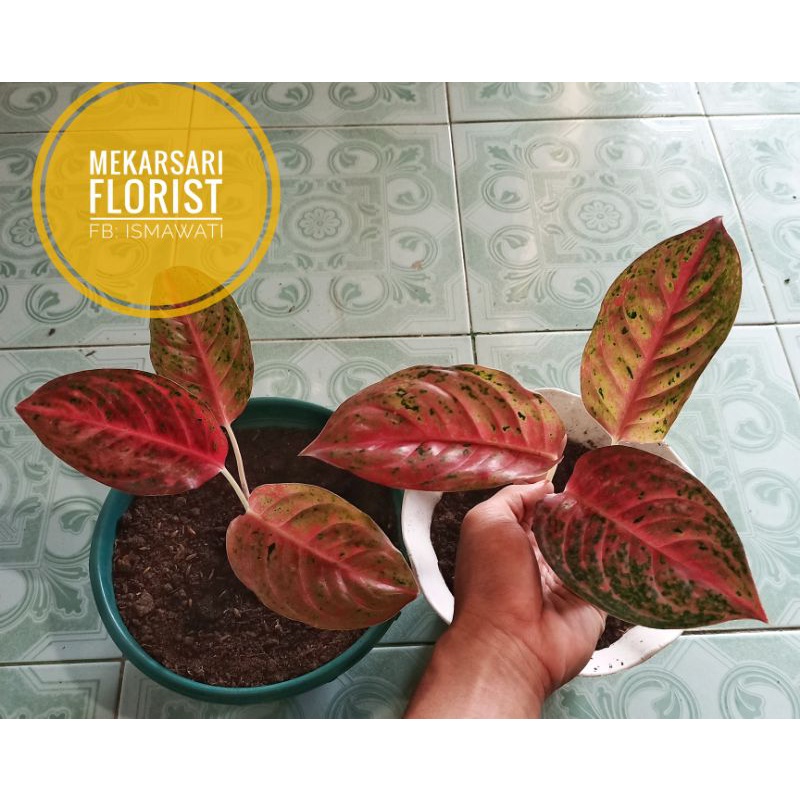 (COD) Aglonema Striptis Mutasi