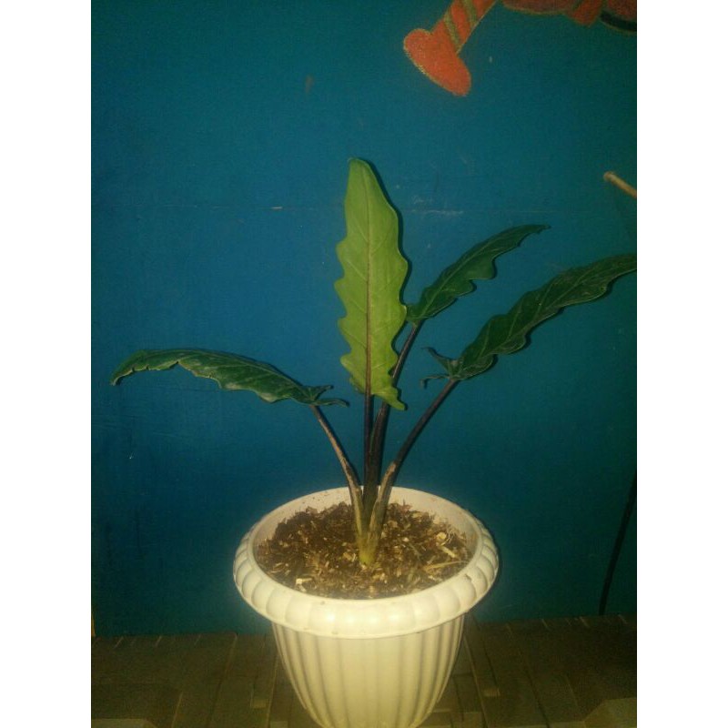 Tanaman Hias Keladi Keris Papua / Alocasia Keris Papua
